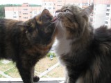 Кот и кисы тула парадиз. Киса не кошка. 2 Кошки Сима и Марс. Кошка Василиса дает по попе кошке не кисы видео.