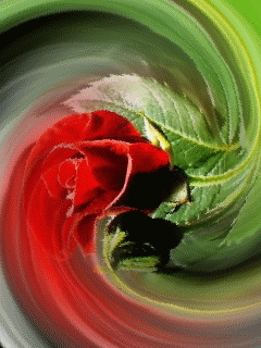 Красные розы через зеленое стекло. Розы gif. Алые розы гифки.
