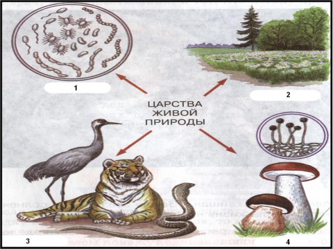 Царство живой природы 2 класс окружающий мир схема ответы