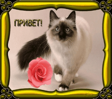 Привет светлана картинки