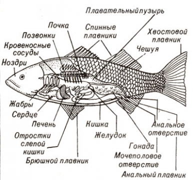 Внутреннее строение рыбы рисунок