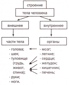 2 класс тех карта строение тела человека